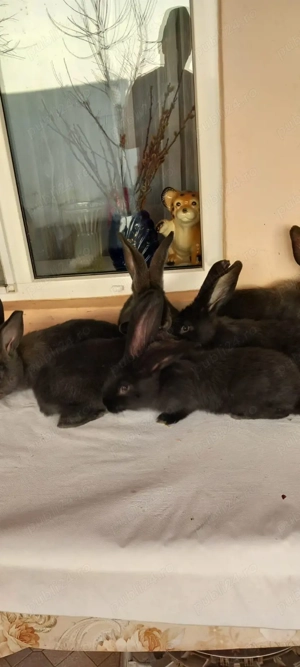 iepuri uriasi germani - imagine 2