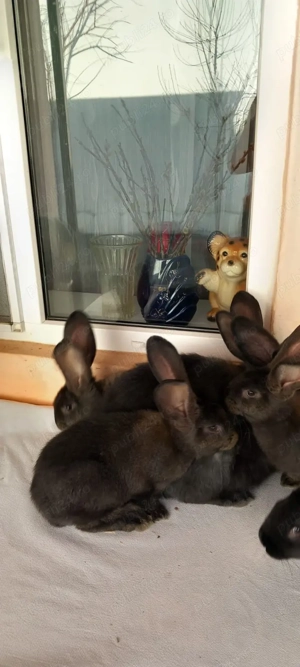 iepuri uriasi germani - imagine 5