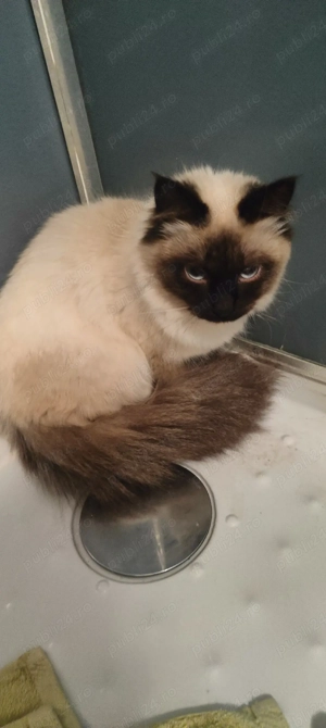 pisicuță ragdoll  - imagine 3