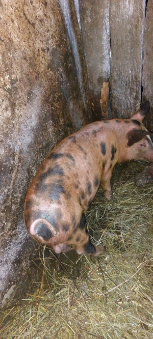 Vând șoldan  godan DUROC la 14 săptămâni înțărcat - imagine 5