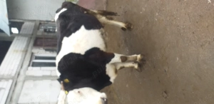 Se vând urgent vaci si vitea