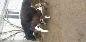 Se vând urgent vaci si vitea - imagine 2