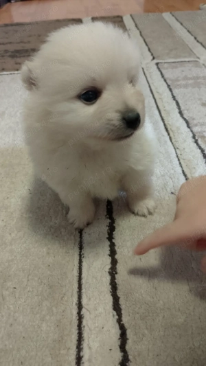 Vand catei pomeranieni