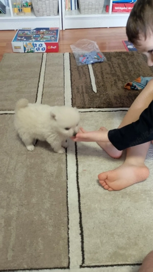 Vand catei pomeranieni - imagine 2