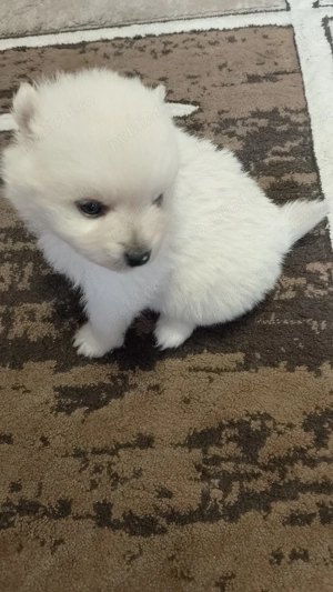 Vand catei pomeranieni - imagine 3