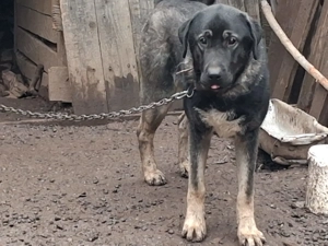 2 femele kangal 8 luni - imagine 2