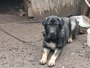 2 femele kangal 8 luni - imagine 3