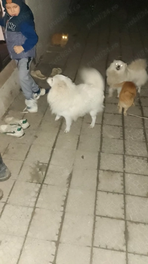 Vand catei pomeranieni - imagine 4