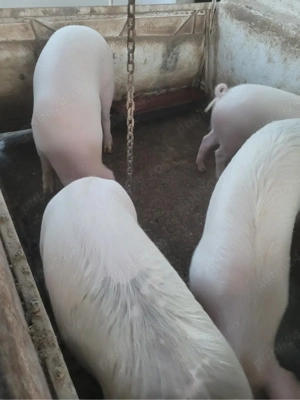 purcei de vanzare  - imagine 2