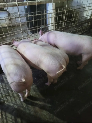 purcei de vanzare  - imagine 3