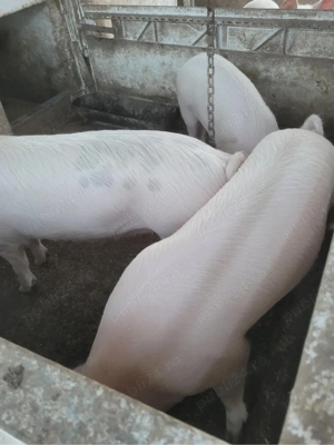 purcei de vanzare  - imagine 4