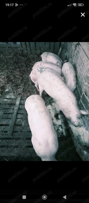 purcei de vanzare - imagine 2