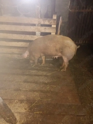 scroafă de vânzare 