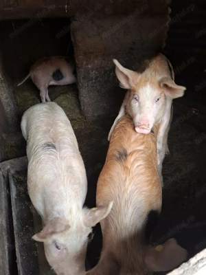 Vând scrofițe preț 1300 roni telefon   negociabil  - imagine 3