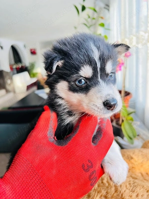 Puiuți Huski siberian  - imagine 2