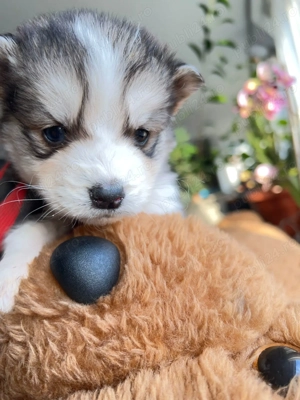 Puiuți Huski siberian  - imagine 5