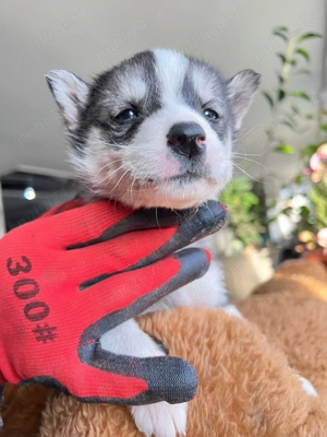 Puiuți Huski siberian  - imagine 3