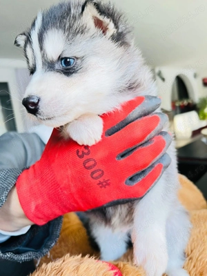 Puiuți Huski siberian  - imagine 4