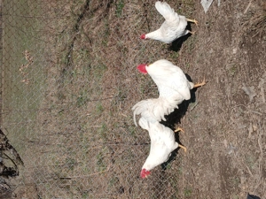 Oua pentru incubator