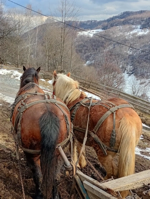 Vând cal tanar frumos - imagine 4