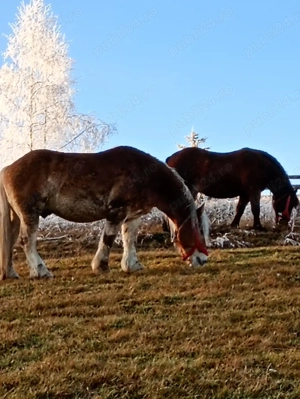 Vând cal tanar frumos - imagine 2