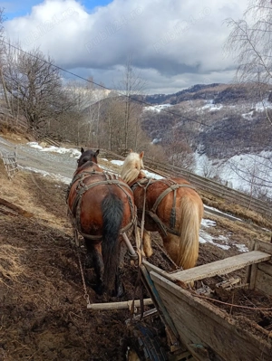 Vând cal tanar frumos - imagine 3