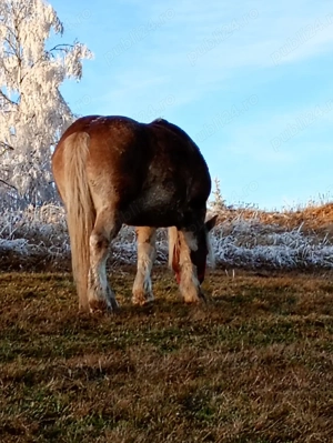 Vând cal tanar frumos