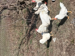 Oua pentru incubator - imagine 4