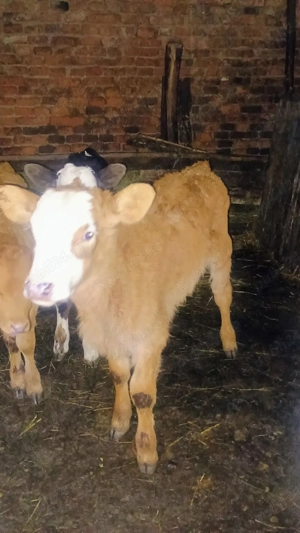 vand 14 vitei  - imagine 2