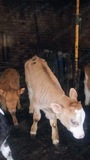 vand 14 vitei  - imagine 5