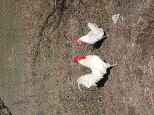 Oua pentru incubator - imagine 3