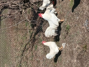 Oua pentru incubator - imagine 2