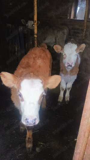 vand 14 vitei  - imagine 3