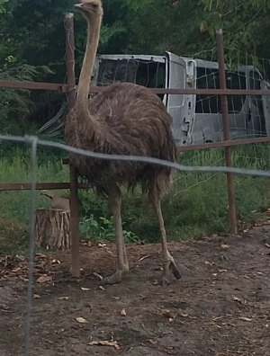 Vand femela strut  - imagine 3