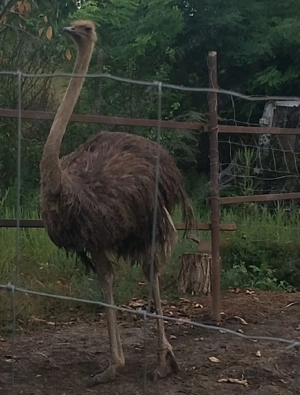 Vand femela strut  - imagine 2