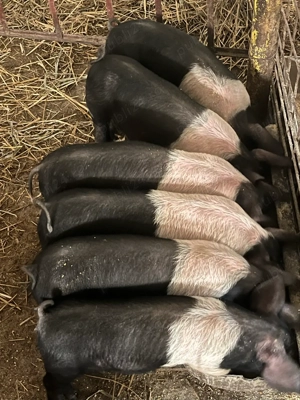 purcei bazna 10 saptamani - imagine 2