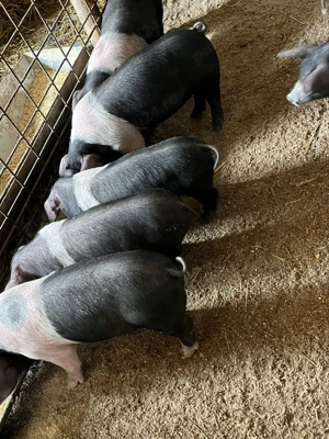 purcei bazna 10 saptamani - imagine 5