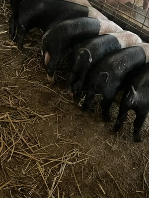 purcei bazna 10 saptamani - imagine 3