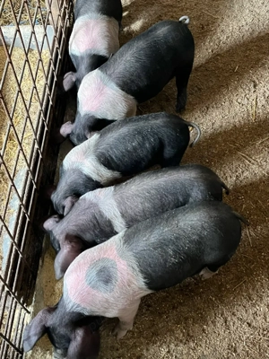 purcei bazna 10 saptamani - imagine 4