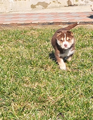 Husky siberian superbi  - imagine 4