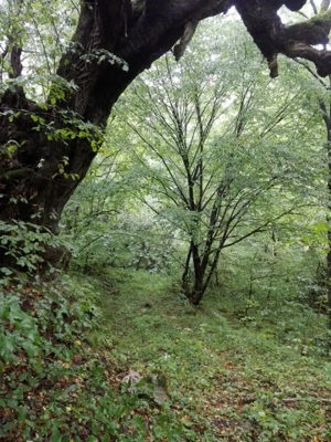 Proprietate rară în inima Retezatului   5.700 mp teren intravilan - imagine 13