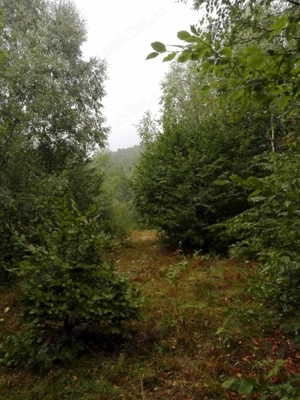 Proprietate rară în inima Retezatului   5.700 mp teren intravilan - imagine 9
