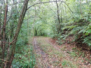 Proprietate rară în inima Retezatului   5.700 mp teren intravilan - imagine 11