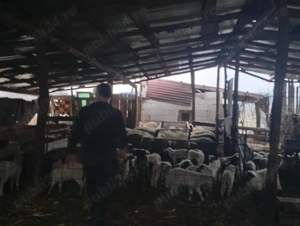 Vindem miei de paste  - imagine 2