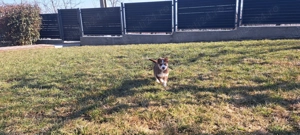 Husky siberian superbi  - imagine 5