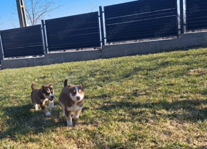 Husky siberian superbi  - imagine 3