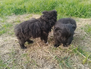 Căței de oi - imagine 2