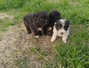 Căței de oi - imagine 4