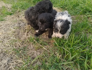 Căței de oi - imagine 5