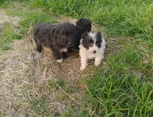 Căței de oi - imagine 3